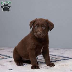 Pansy, Chocolate Labrador Retriever Puppy